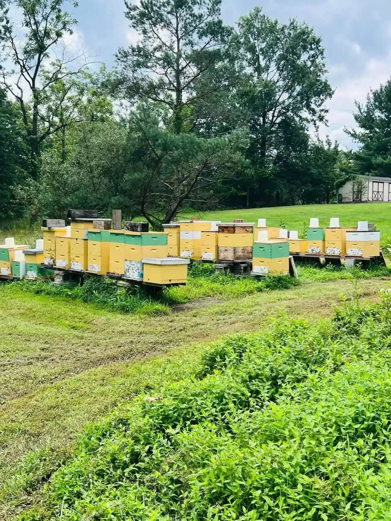 Emergency Bee Removal in Phoenixville