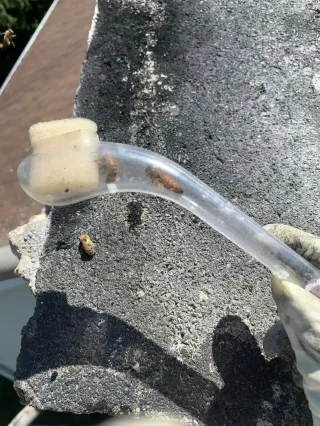 Bumblebee Removal in Bethlehem