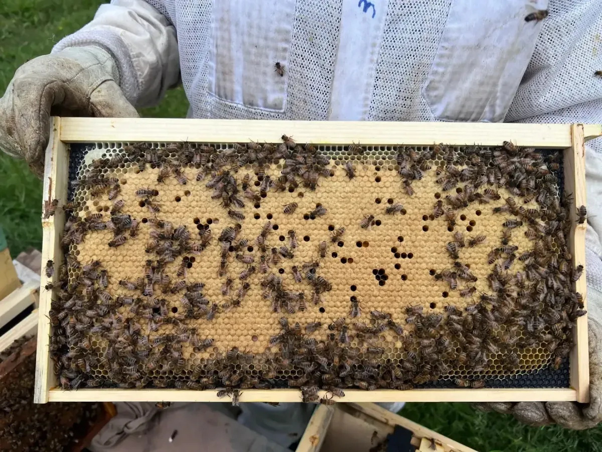 Bee Removal Service in Lansdale