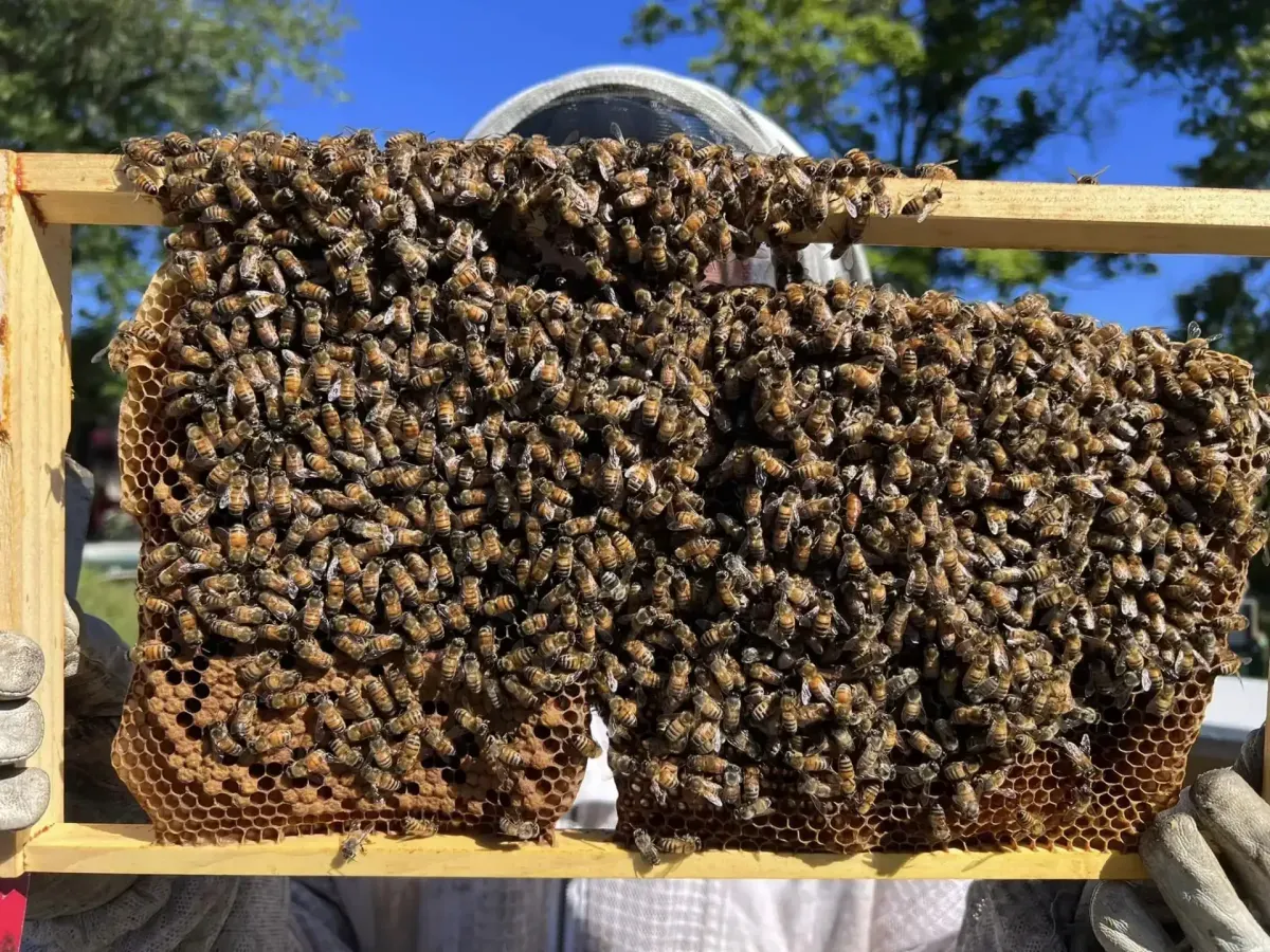 Emergency Bee Removal in Lansdale