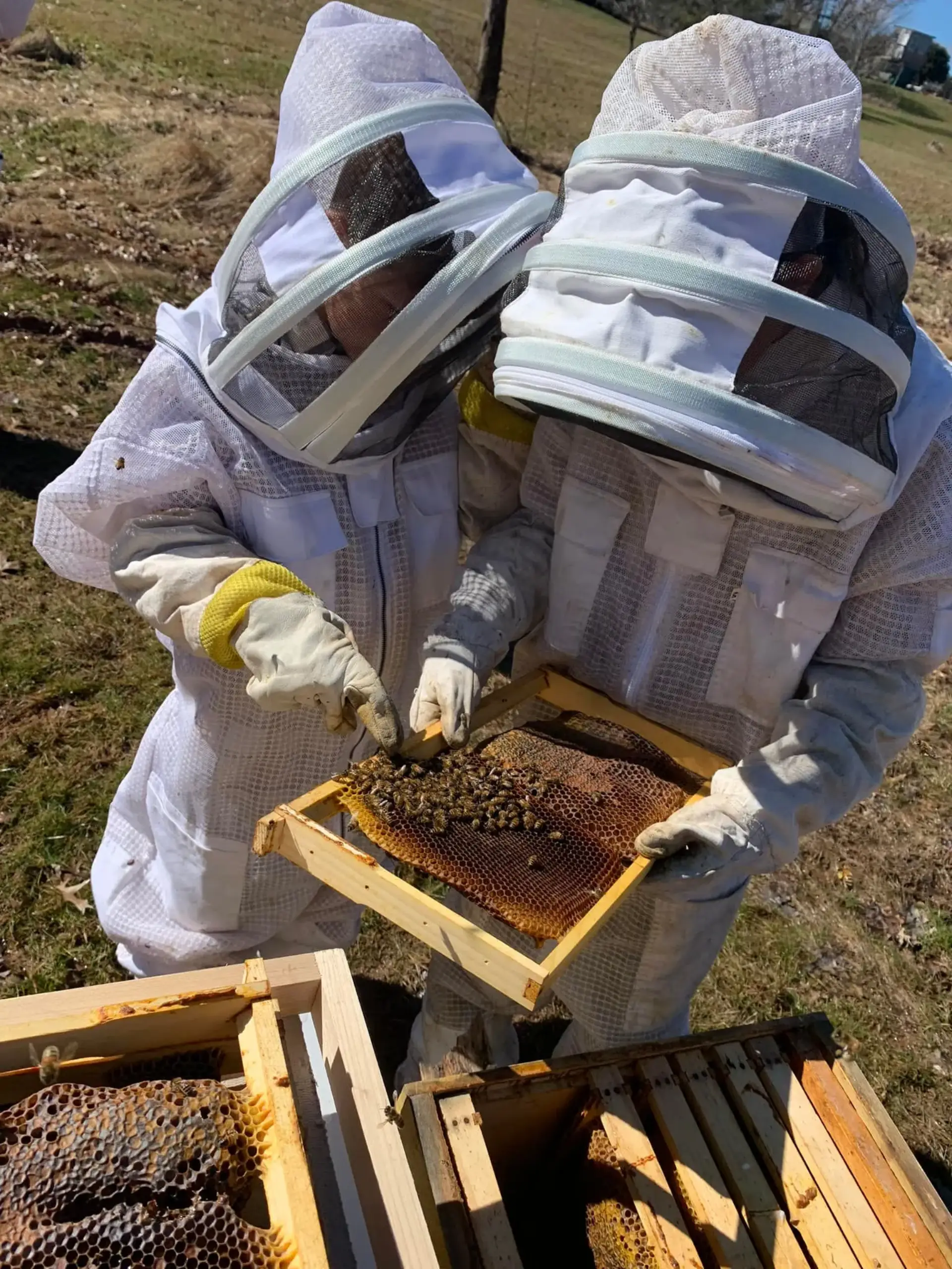 Honeycomb Removal in Upper Darby Township