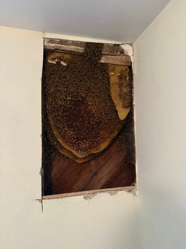 Bee Relocation Service in Bethlehem