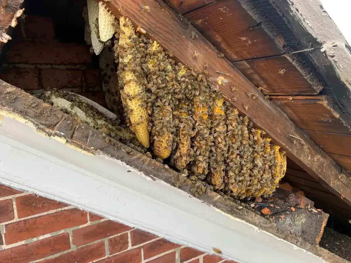 Bee Removal Service in Upper Darby Township