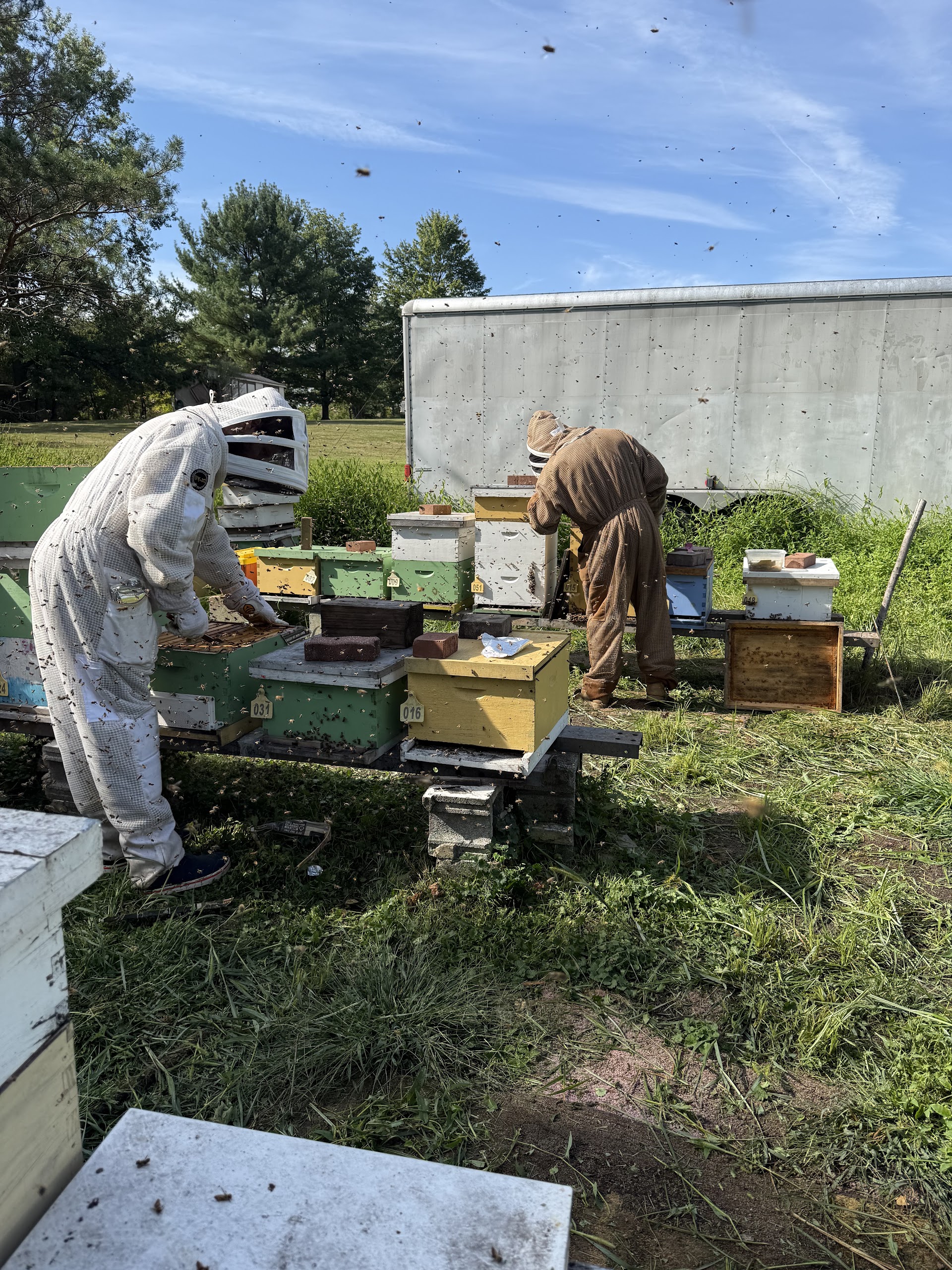 Bumblebee Removal in Allentown