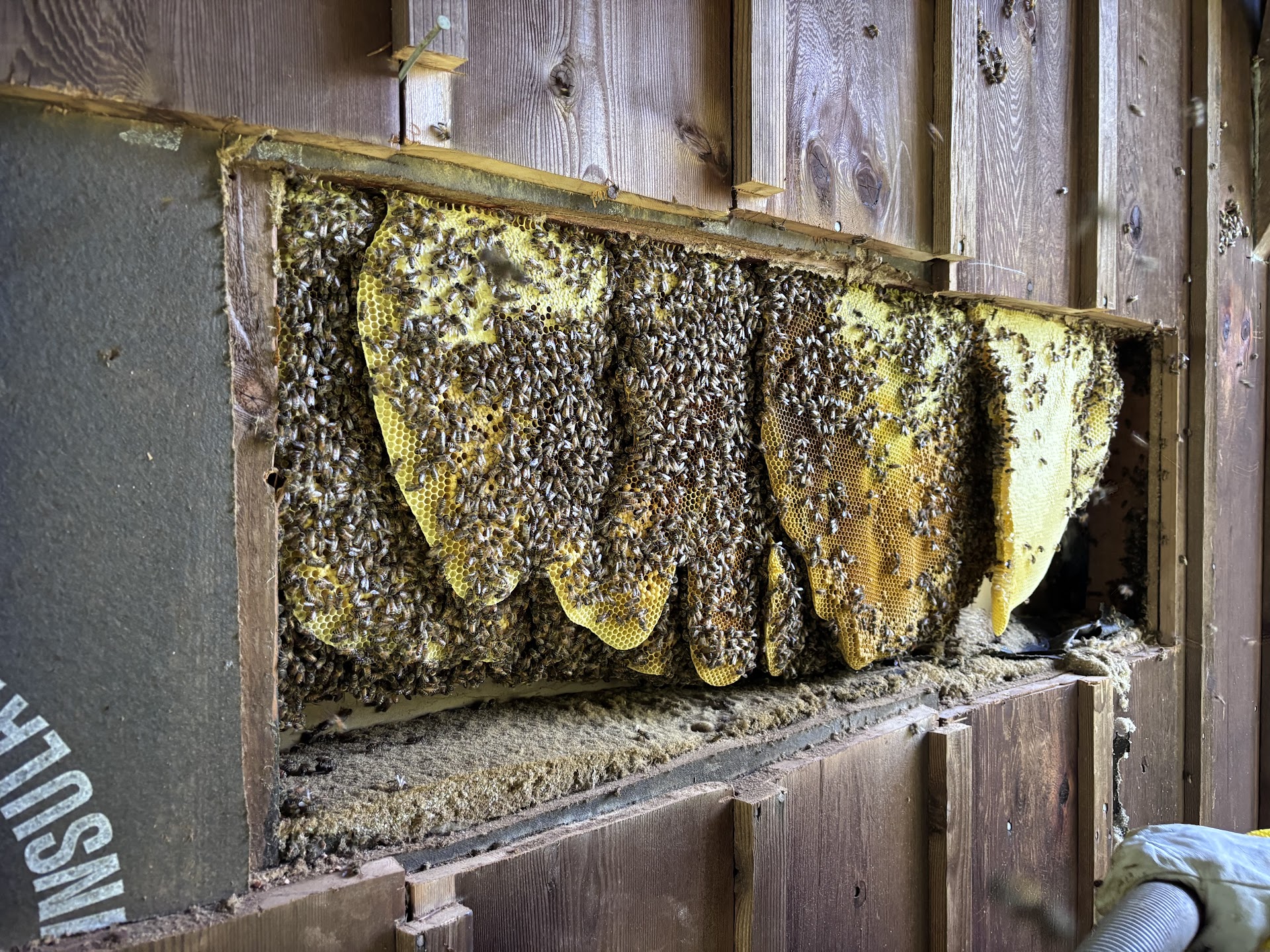 Live Bee Removal in Gilbertsville