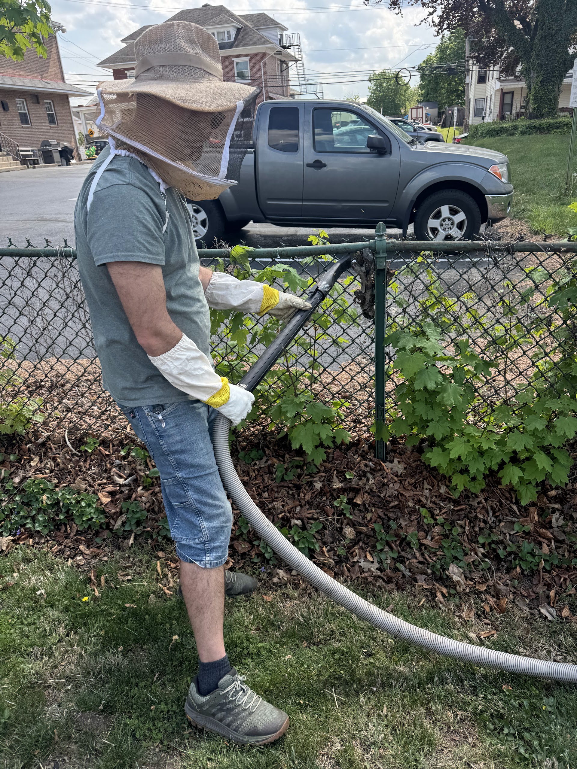 Bee Removal Service in Reading