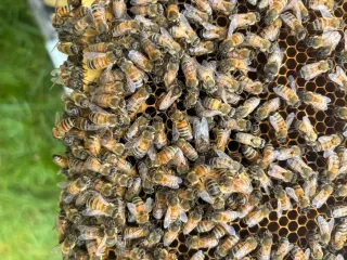 Honeycomb Removal in Gilbertsville