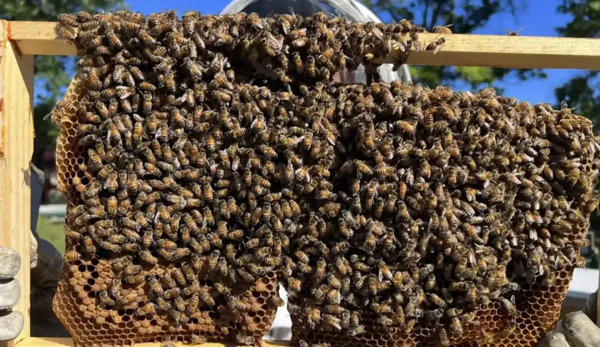 Emergency Bee Removal in Allentown