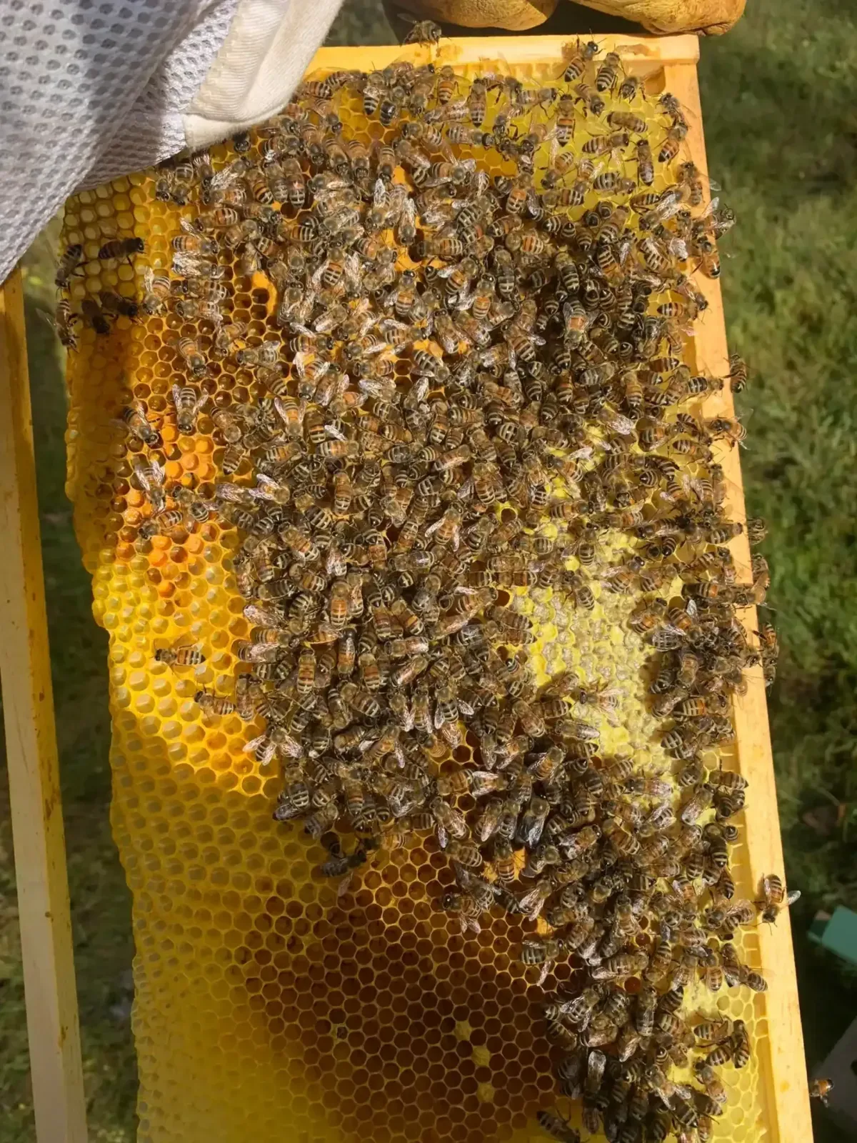 Bee Removal Service in Lansdale