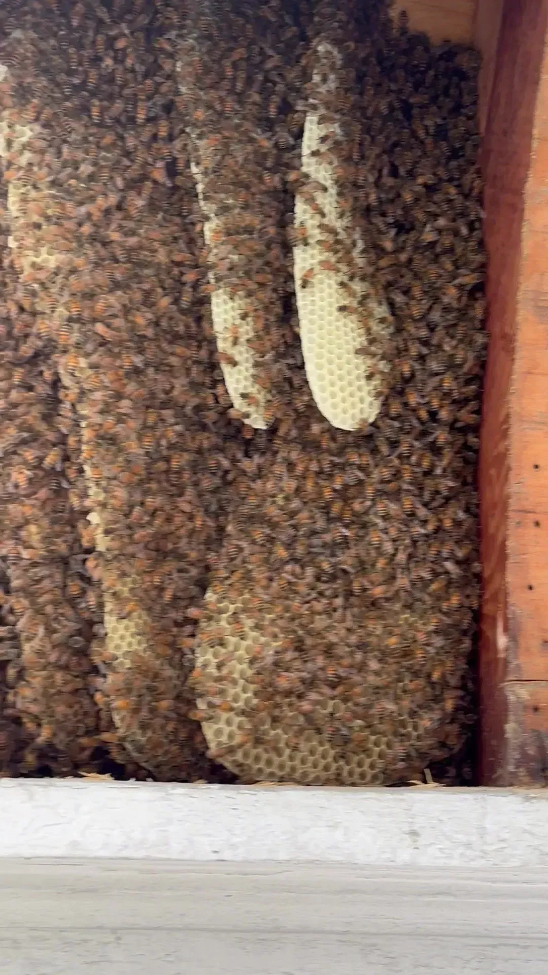 Live Bee Removal in Upper Darby Township