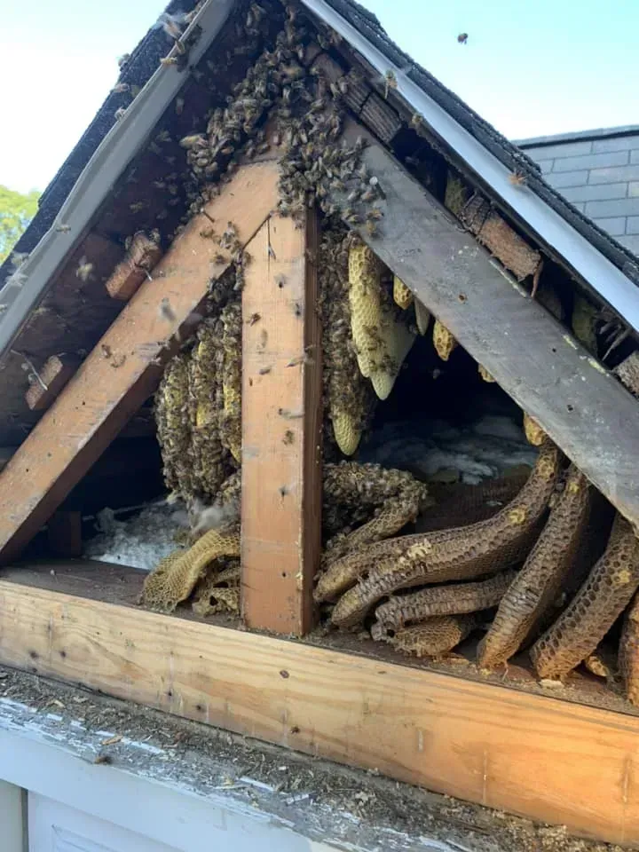Bee Removal Service in Upper Darby Township