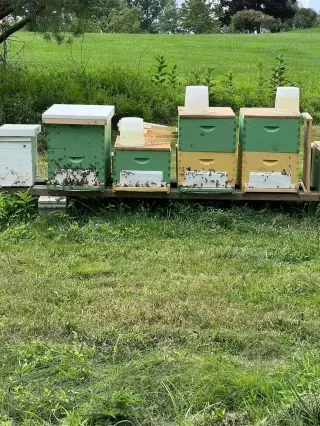 Rescued Colonies