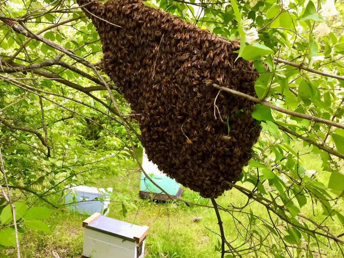 Bumblebee Removal in Lansdale