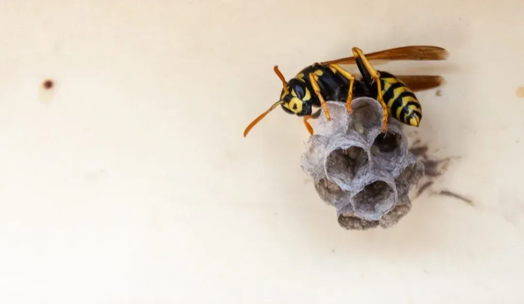 Emergency Bee Removal in Bethlehem